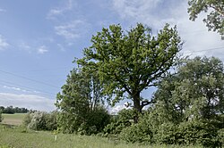 300-jährige Eiche in Rufling