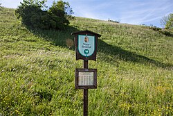 Sierninger Leiten in der Gde. Sierning (Kuhschellenböschung 'Kreuzweg-Keltenweg')