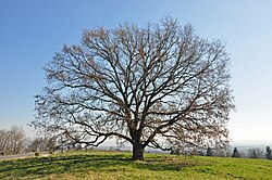 Eiche in Leonding