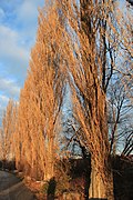 Pappelreihe entlang des Wiener Neustädter Kanals