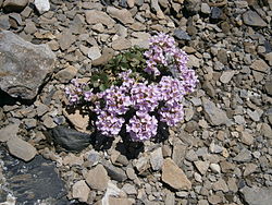 Noccaea rotundifolia