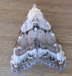 Nola subchlamydula