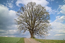 Stieleiche (Quercus robur)