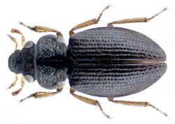 Ochthebius hungaricus