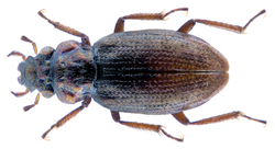 Ochthebius sidanus