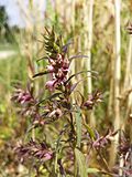Der seltene Frühlings-Rot-Zahntrost (Odontites vernus) ist stark gefährdet.