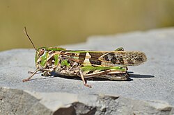Oedaleus decorus