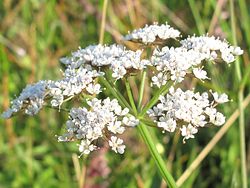 Oenanthe silaifolia