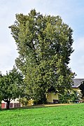 Kapellen-Linde beim Ruckerhof