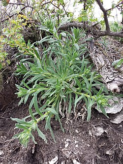 Onosma arenaria