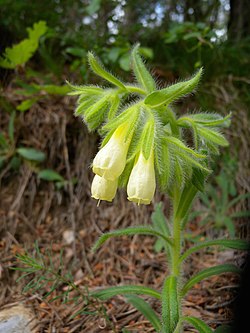 Onosma helvetica (subsp. austriaca), nicht unbedingt die Unterart austriaca