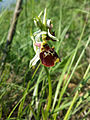 Die Blüten der Hummel-Ragwurz imitieren eine weibliche Langhornbiene und locken so männliche Langhornbienen an, welche unfreiwillig die Bestäubung der Ragwurz übernehmen.
