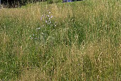 Orchideenwiese in Freundorf