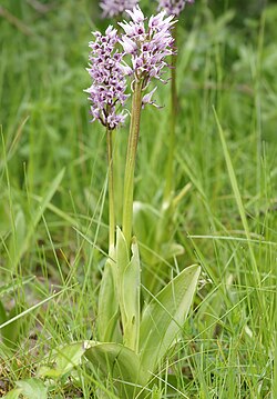 Orchis simia