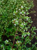 Majoran (Origanum majorana)