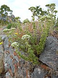 Türkischer Oregano (Origanum onites)