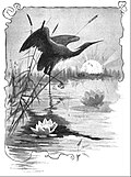 Darstellung eines Reihers mit Seerosen von 1892 (Künstler unbekannt)