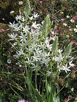 Ornithogalum pyramidale