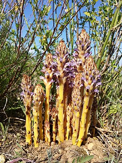 Orobanche coerulescens