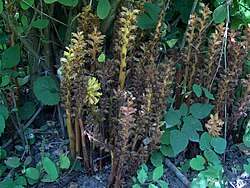Orobanche lucorum