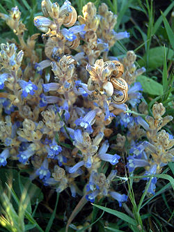 Orobanche ramosa