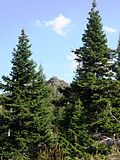 Sibirische Tanne (Abies sibirica)