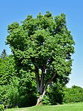 Winterlinde (Tilia cordata)