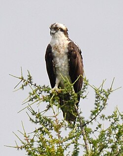 Pandion haliaetus