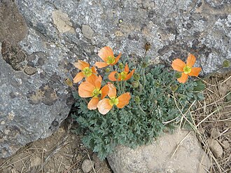 Habitus von Papaver lapeyrousianum