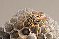 Kleines Nest mit Larven Mitte Juni