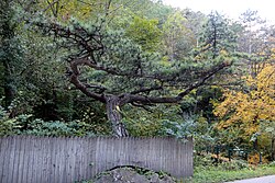 1 Schwarzföhre (Parapluibaum)