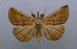Pechipogo plumigeralis