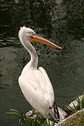 Krauskopfpelikan