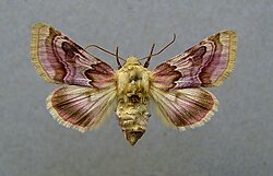 Periphanes delphinii