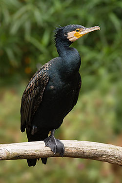 Kormoran