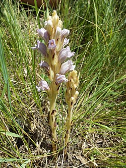 Orobanche arenaria