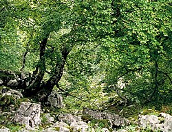 Picos de Europa (Spanien)