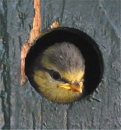Nestling am Einflugloch und Jungvogel