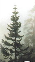 Guatemala-Tanne (Abies guatemalensis)