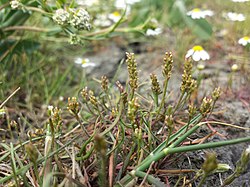 Plantago tenuiflora