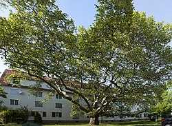 Platane (Platanus orientalis)