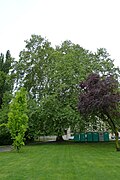 Platane (Platanus x acerifolia)
