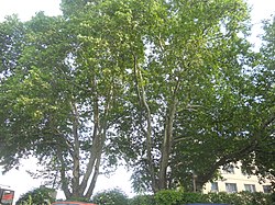 2 Gemeine Platanen (Platanus hybrida)