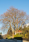 Zwei Platanenbäume bei der Wegkapelle zwischen Mühlau und Arzl