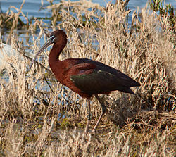 Plegadis falcinellus