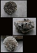Ein abgefallenes Nest der Haus-Feldwespe (Polistes dominula), Front-, Seiten- und Rückansicht.