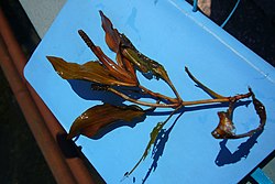 Potamogeton coloratus