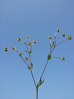 Potentilla patula