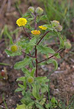 Pulicaria vulgaris