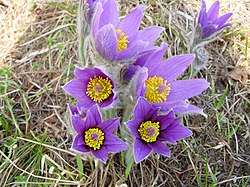 Pulsatilla oenipontana